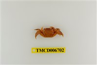 藏品(肉球近方蟹)的圖片